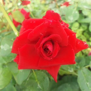Világos piros - teahibrid rózsa